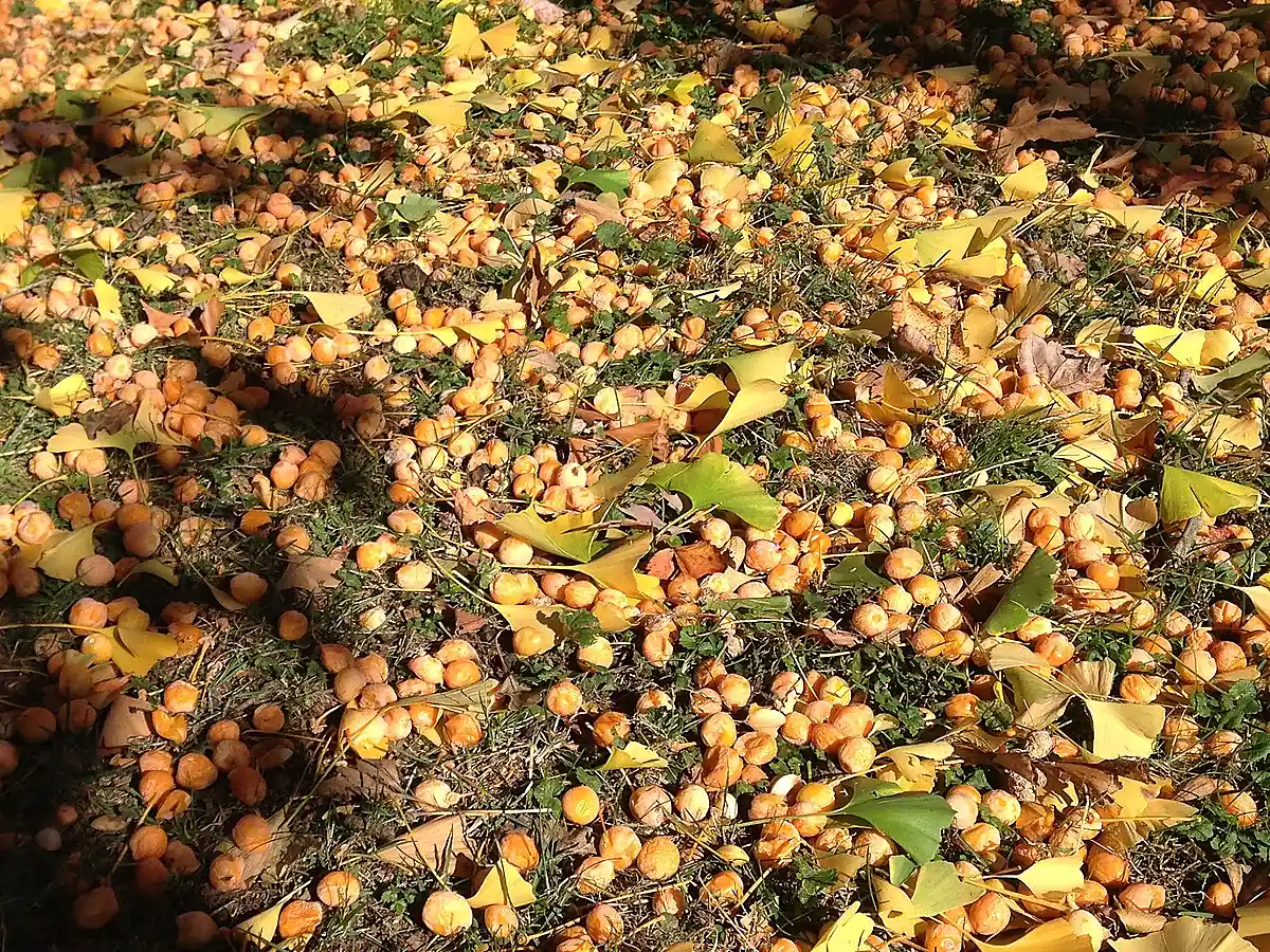 Опавшие семена гинкго билоба с мясистой наружной оболочкой на земле осенью