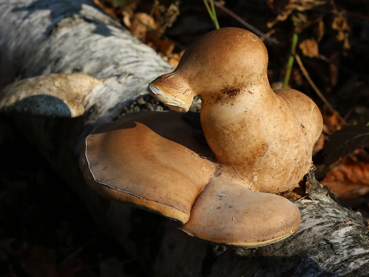 Берёзовая губка (Fomitopsis betulina) — фото на берёзе, несъедобная