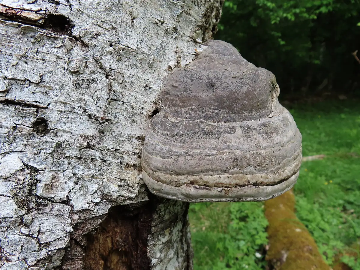 Трутовик настоящий (Fomes fomentarius) — фото на берёзе, несъедобный